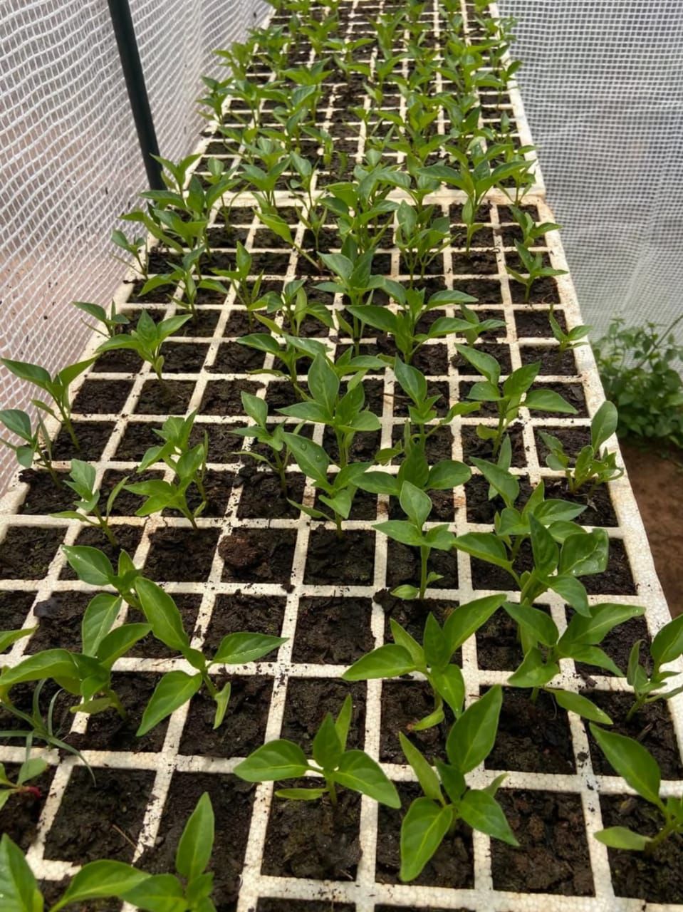 Tomato Seedlings
