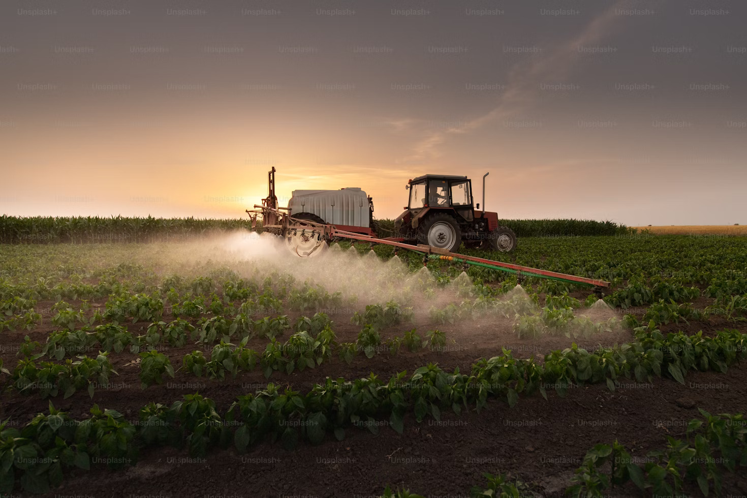 Agricultural field landscape