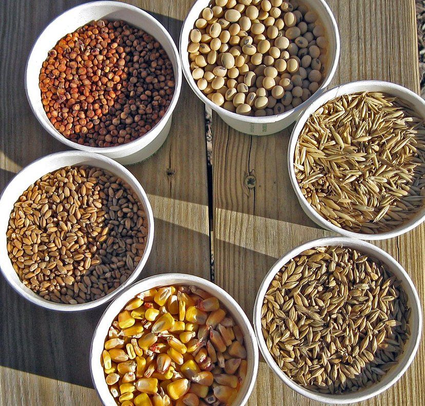 Grains Collection