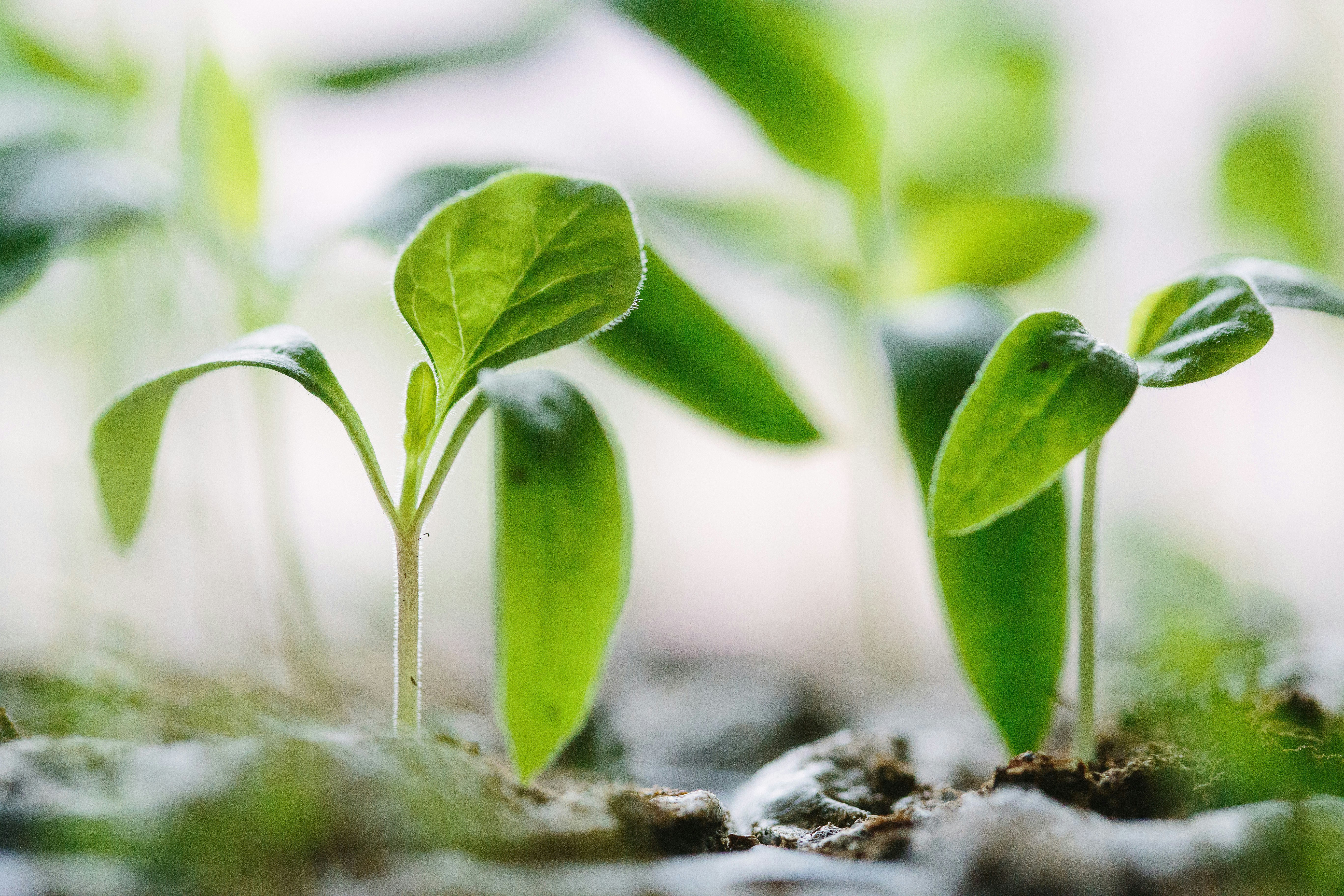 Leafy Green Seedlings
