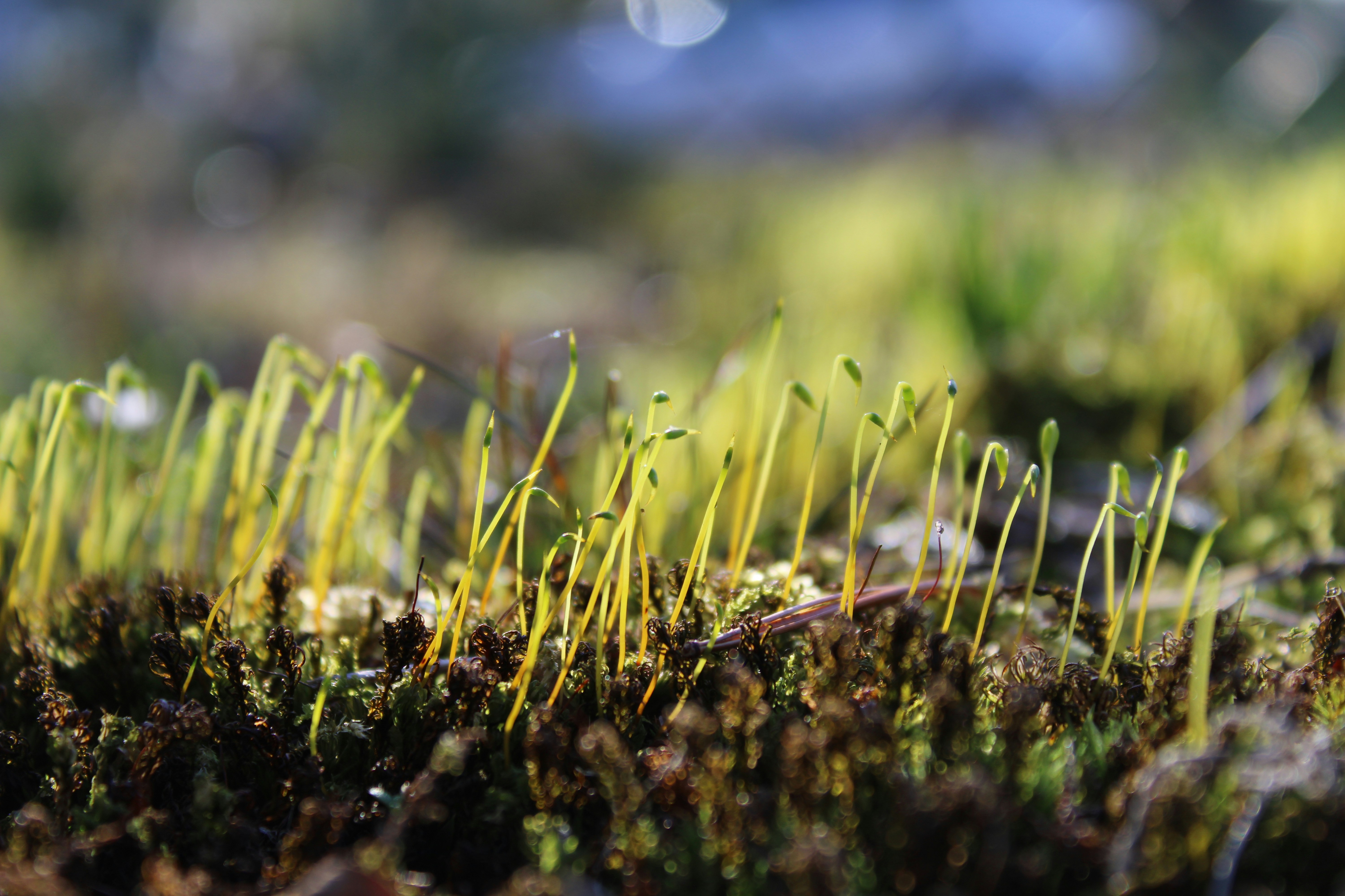 Leafy Green Seedlings